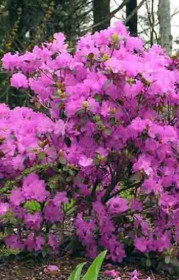 Саженец рододендрона вечнозеленого П. Дж. M. Элит в конт. Р9 (ПЦ)