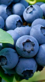 Саженец голубики Эллиот в конт. С5, 4 года (С)