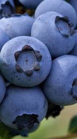 Саженец голубики Спартан в конт. С5, 4 года (С)