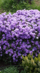 Саженец рододендрона Видовой Плотный в конт. С1.5 2 года (КП)