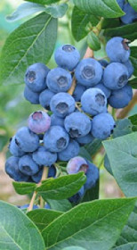 Саженец голубики Нортланд в конт. С2 (НС)