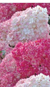 Саженец гортензии метельчатой Ванила фрейзи (Vanille Fraise) в конт. Р9 (ДР)