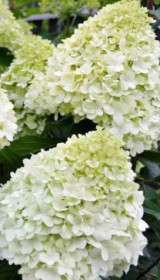 Саженец гортензии метельчатой Геркулес в конт. Р9 (ДР.)