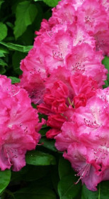 Саженец рододендрона вечнозеленого Германия в конт. Р9 (ПЦ)