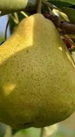 Саженец груши Калядная, ОКС (НС)