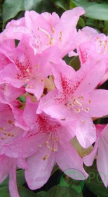 Саженец рододендрона вечнозеленого Чир (Cheer) в конт. Р9 (ПЦ)