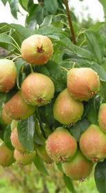 Саженец груши Прекраса, ОКС (НС)