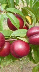 Саженец нектарина Харко (НС)