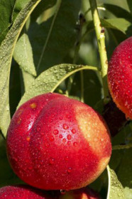 Саженец нектарина Фантазия, ОКС (НС)