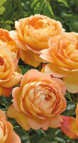 Розы саженцы английская Lady of Shalott