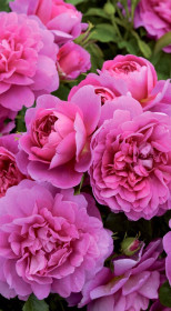 Розы саженцы английская Princess Anne