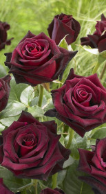 Розы саженцы на штамбе Black Baccara