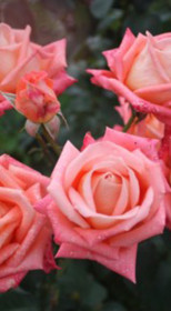 Розы саженцы на штамбе Königin der Rosen