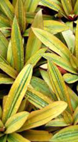 Растение Традесканция Gold в конт. D10 (ЧП 