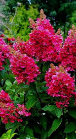 Саженец гортензии метельчатой Мэджикал Везувио (Magical Vesuvio) 1 год, в цветной коробке, ОКС (ЗГ)