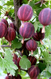 Саженец крыжовника Сливовый, ОКС, 2 года (П)