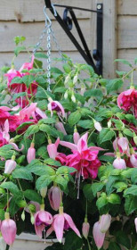 Растение Фуксия в конт. Р9 (ЗГ)