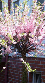 Саженец миндаля Славения, ОКС (НС)