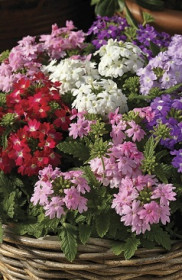 Растение Вербена в конт. Р9 (ЗГ)