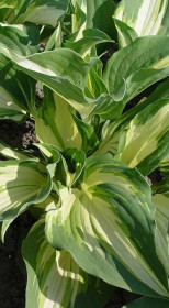 Хоста гибридная Крисмас Айлэнд (Christmas Island) ОКС, в цветной упаковке (Зеленый горизонт ФХ)