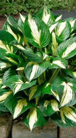 Хоста гибридная Революшн (Revolution) ОКС, в цветной упаковке (ЗГ)