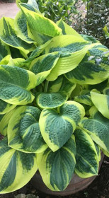 Хоста гибридная Бэнд оф Голд (Band of Gold) ОКС, в цветной упаковке (ЗГ)