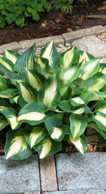 Хоста гибридная Чейн Лайтнинг (Chain Lightning) ОКС, в цветной упаковке (ЗГ)