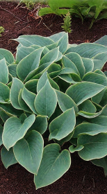 Хоста гибридная Мармелад он Тост (Marmalade on Toast) ОКС, в цветной упаковке (ЗГ)