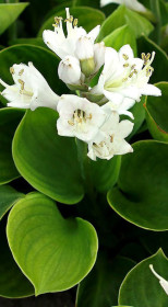 Хоста гибридная Монстер Ирз (Monster Ears) ОКС, в цветной упаковке (ЗГ)