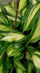 Хоста гибридная Патфайндер (Pathfinder) ОКС, в цветной упаковке (ЗГ)