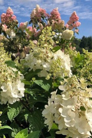 Саженец гортензии метельчатой Кэндилайт (Candlelight) в конт. Р9 (ДР)