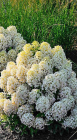 Саженец гортензии метельчатой Милк энд Хани (Milk and Honey) в конт. Р9 (ДР)