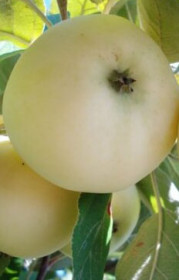 Саженец яблони Папировка (Белый налив), ОКС (Б)