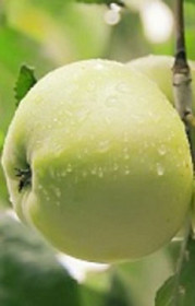 Саженец яблони Антоновка, ОКС (Б)