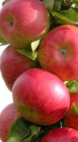 Саженец яблони колоновидной Останкино (Б)