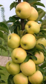 Саженец яблони колоновидной Мядок, ОКС (Б)