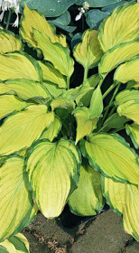 Хоста гибридная Леди Джиневра (Lady Guinevere) ОКС, в цветной упаковке (ЗГ)