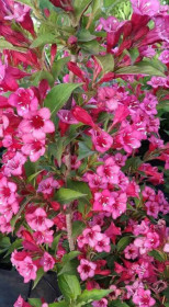 Саженец вейгелы BRISTOL RUBY в конт. Р9 (ЗГ)