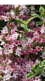 Саженец вейгелы VARIEGATA в конт. Р9 (Зеленый горизонт ФХ)