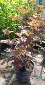 Саженец пузыреплодника калинолистного Andre (Андре) в конт. Р9 (ЗГ)