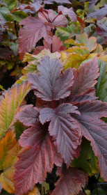 Саженец пузыреплодника калинолистного ZDECHOVICE в конт. Р9  (ЗГ)