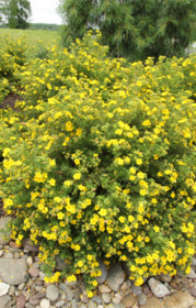 Саженец лапчатки кустарниковой GOLDFINGER (Голдфингер) в конт. Р9 (ЗГ)