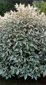 Саженец Дерен белый SIBIRICA в конт. Р9 (ЗГ)