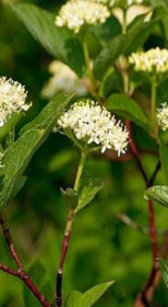 Саженец Дерен белый SIBERIAN PEARLS (Сибириан Перлс) Р9 (ЗГ)