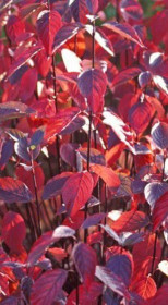 Саженец Дерен белый KESSELRINGII (Кессельринги) в конт. Р9 (Зеленый горизонт ФХ)