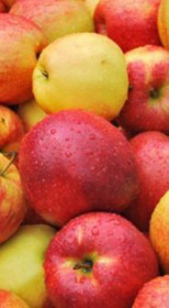 Саженец яблони Пинова, 2 года, ОКС (НС)