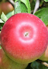 Саженец яблони Айдоред, 2 года, ОКС (НС)