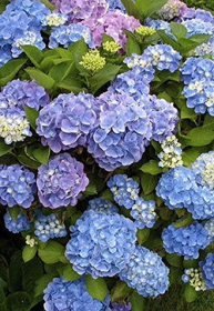 Саженец гортензии крупнолистной Бесконечное лето (Endless Summer) конт. Р9 (СП)