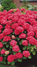 Саженец гортензии крупнолистной Эве Ред в конт. Р9 (СП)