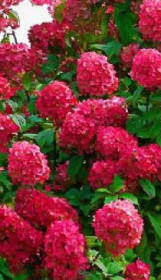 Саженец гортензии метельчатой Вимс Ред в конт. Р9 (СП)